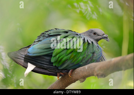 Nicobar Pigeon (Caloenas nicobarica), native to the Nicobar Islands, the Philippines and New Guinea, captive, Germany Stock Photo