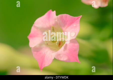 Cultivated Tobacco (Nicotiana tabacum), flower, native to Central America Stock Photo