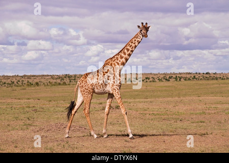 giraffe (Giraffa camelopardalis) adult walking on savanna, Kenya, East Africa Stock Photo