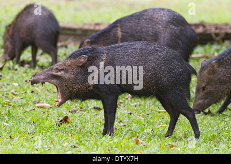 collared peccary (Pecari tajacu) adult in a group, with mouth open