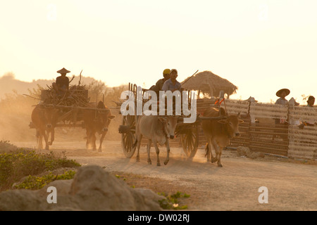 Farmhands travelling on two oxcarts on their way home, Ngapali Beach, Thandwe, Myanmar Stock Photo