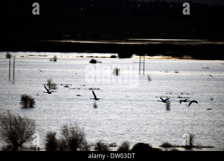 Flooding on the Somerset Levels - swans crossing the levels viewed from Burrow Mump Feb 2014 Stock Photo