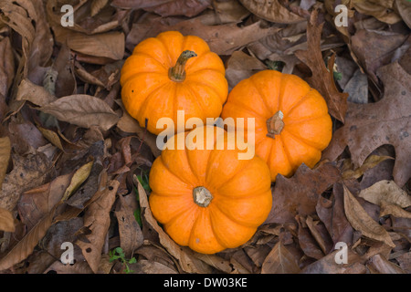 Cucurbita. Three mini pumpkins on Autumn leaves. Stock Photo
