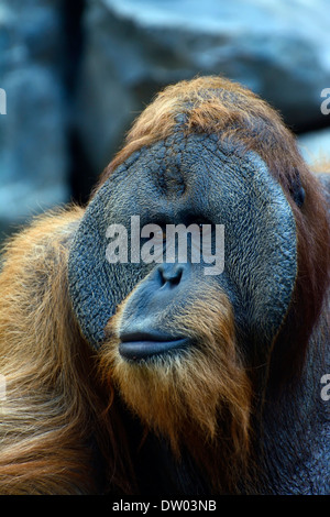 Sumatran Orangutan (Pongo abelii), old male, portrait, Cologne Zoo, Cologne, North Rhine-Westphalia, Germany Stock Photo