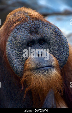 Sumatran Orangutan (Pongo abelii), old male, portrait, Cologne Zoo, Cologne, North Rhine-Westphalia, Germany Stock Photo
