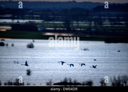 Flooding on the Somerset Levels - swans crossing the levels viewed from Burrow Mump Feb 2014 Stock Photo