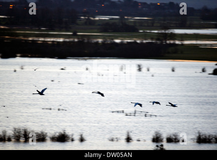 Flooding on the Somerset Levels - swans crossing the levels viewed from Burrow Mump Feb 2014 Stock Photo