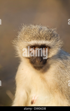 Vervet Monkey (Cercopithecus aethiops), female, Kruger National Park, South Africa Stock Photo