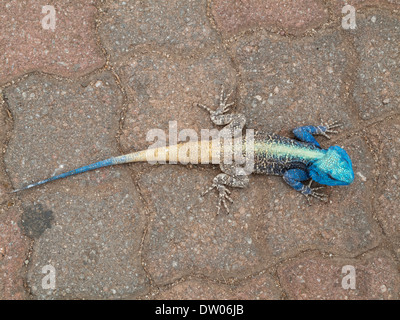 Blue Headed Tree Agama (Agama atricollis), breeding male, Kruger National Park, South Africa Stock Photo