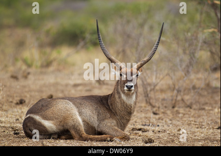 Common Waterbuck (Kobus ellipsiprymnus), resting bull, Kruger National Park, South Africa Stock Photo