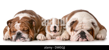 three bulldogs - father is two, son is 10 weeks and grandfather is 4 isolated on white background Stock Photo