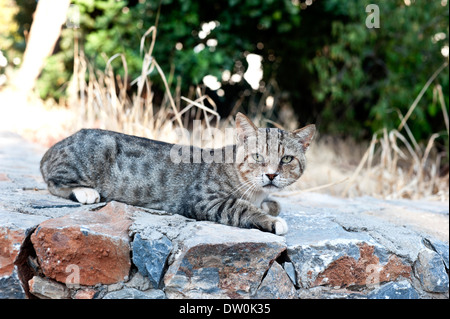 Cat lying on stone fence Stock Photo