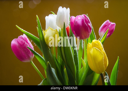 Bouquet of tulips in multi colours with water drops Stock Photo