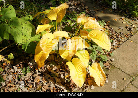 Hosta Stock Photo