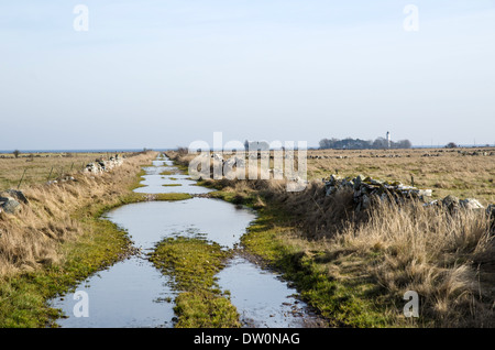 Flooded dirt road at the swedish island Oland Stock Photo