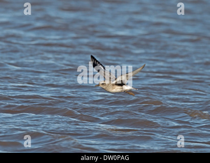 Grey Plover Pluvialis squatarola Stock Photo