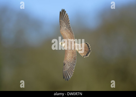 Kestrel Falco tinnunculus - Female Stock Photo