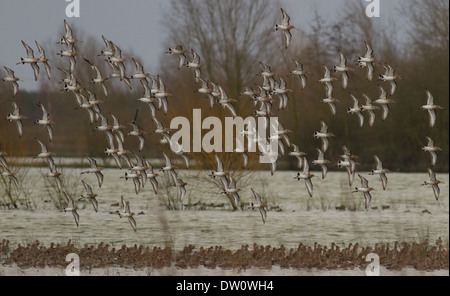 Flock of Black-tailed Godwits 'limosa limosa' 23.02.2014 Stock Photo