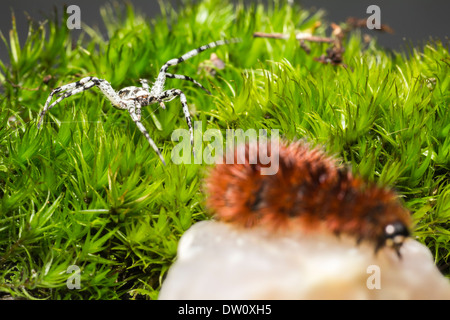 The Lichen Running Spider (Philodromus margaritatus) Stock Photo