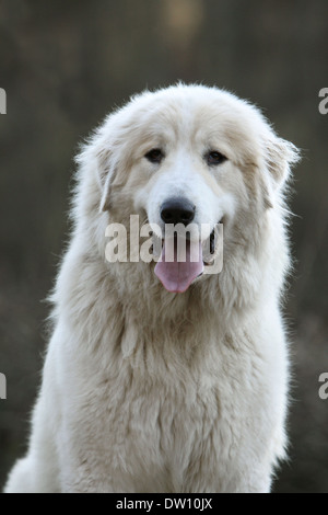 Pyrenean Mountain Dog /  adult portrait Stock Photo
