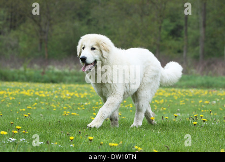 Pyrenean Mountain Dog  /  young walking in a meadow Stock Photo