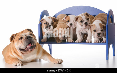 dog family - english bulldog father laying beside litter of puppies sitting on a bench isolated on white background
