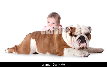 Baby old english sales bulldog