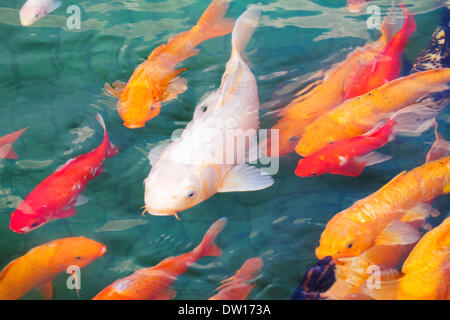 beautiful koi fish Stock Photo