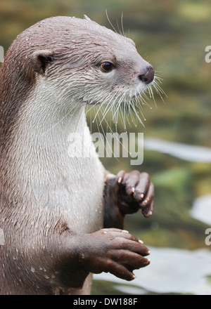 Oriental small-clawed otter (Aonyx cinerea) Stock Photo