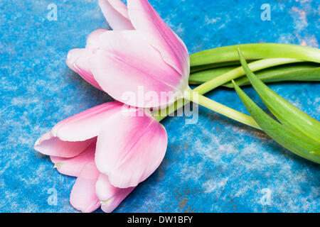 pink tulips over blue background Stock Photo