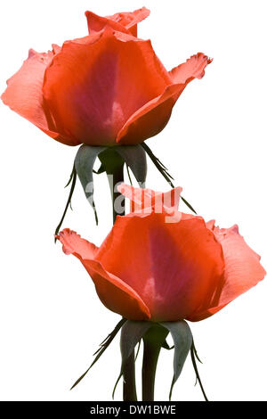 red roses isolated on white background Stock Photo