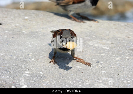 little sparrow with piece of food in beak Stock Photo