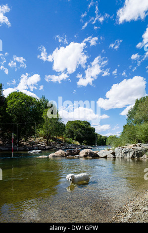 Platinum colored Golden Retriever puppy (5 months old) playing in the Arkansas River, Salida, Colorado, USA Stock Photo