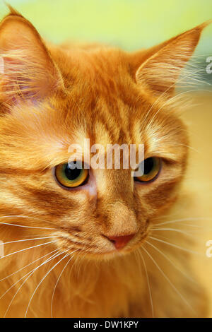 bobtail red cat portrait Stock Photo