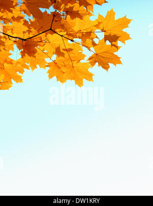 autumn mapple leaves and copyspase Stock Photo