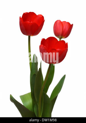 three red tulip bunch Stock Photo