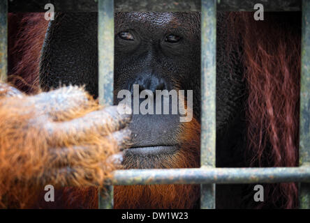 orangutang in cage Stock Photo