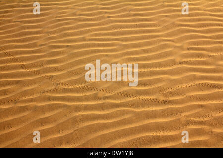 sand in desert with scarab footprints Stock Photo