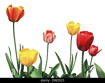 tulip flowers on white Stock Photo