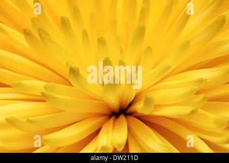 yellow chrysanthemum flower macro Stock Photo