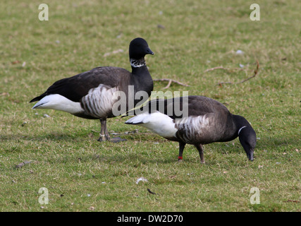 Dark-bellied Brent geese  (Branta bernicla) foraging Stock Photo