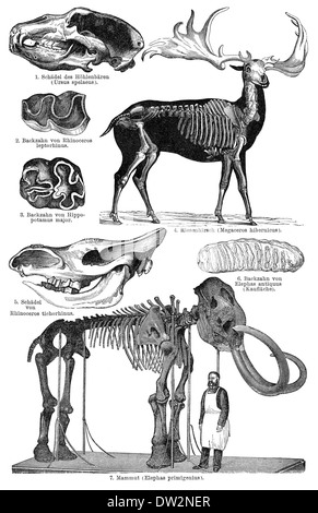 extinct animals from the Pleistocene, historical graphic representation, 1896, Stock Photo