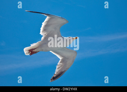 European Herring Gull (larus argentatus) flying overf the English Channel between Calais and Dover Stock Photo