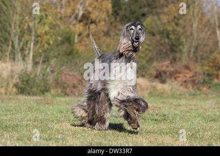 Dog Afghan Hound /  adult running in a meadow Stock Photo
