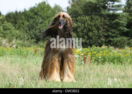 Dog Afghan Hound /  adult standing in a meadow Stock Photo