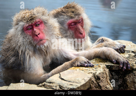 Japanese Snow Monkeys in Nagano, Japan. Stock Photo
