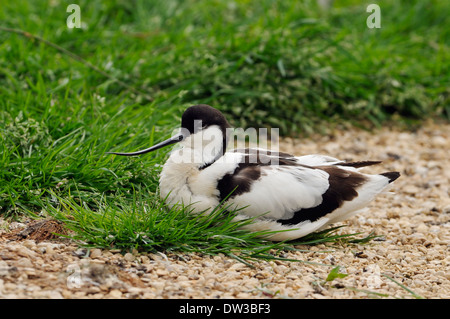 Avocet - Recurvirostra avosetta Black & White Wader sitting Stock Photo