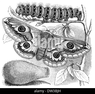 Historical illustration, Emperor Moth (Saturnia pavonia), 1896 Stock Photo