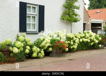 House in village with white blooming Hydrangea bushes and fruit espalier against the wall on summer day Stock Photo