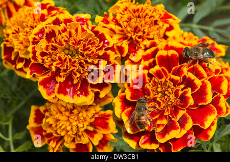 Orange and red French marigold or Tagetes patula with hoverflies in summer